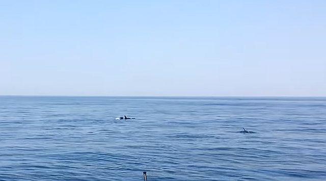 Delfini turistima ulepšali krstarenje crnogorskom obalom